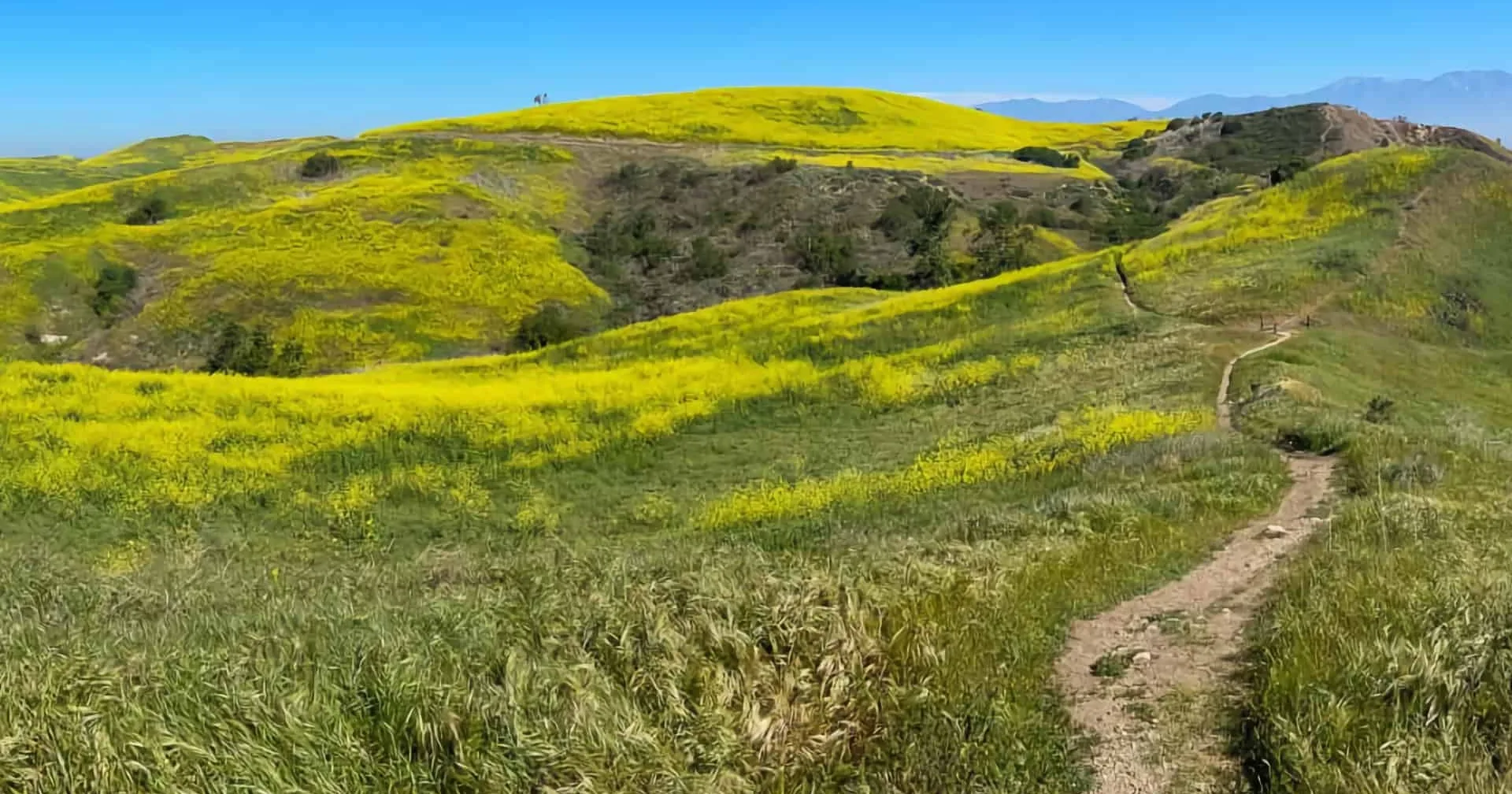 3 Best Chino Hills Hiking Trails for Wildflowers Right Now