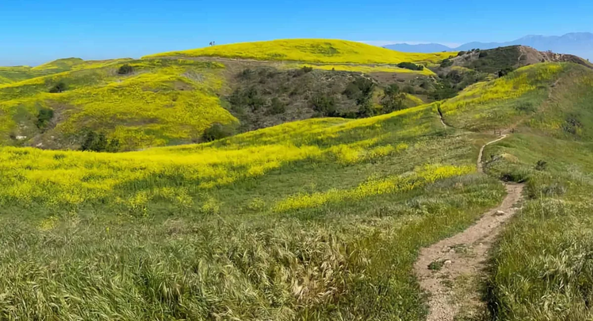 3 Best Chino Hills Hiking Trails for Wildflowers Right Now